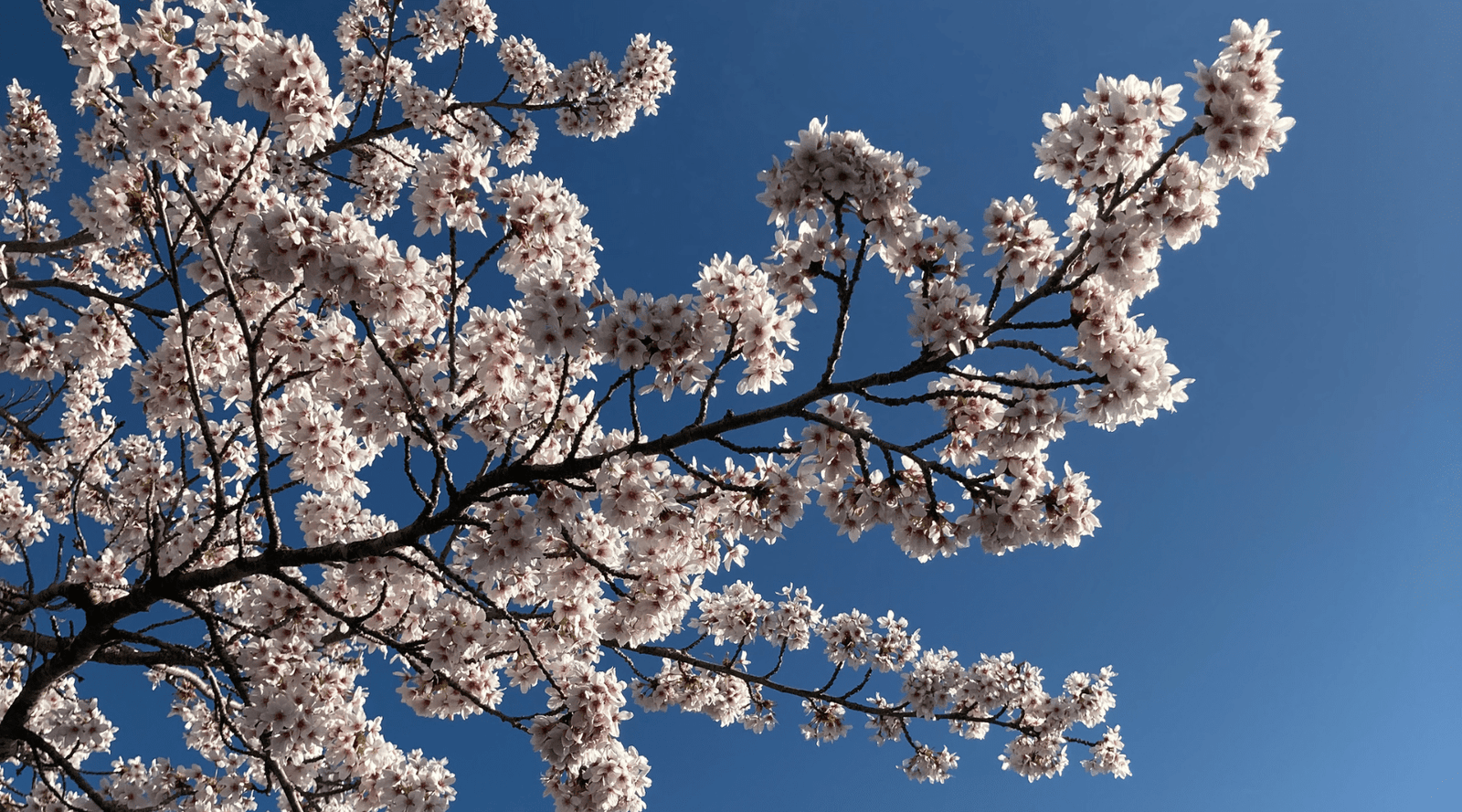A gentle spring refresh for your skin