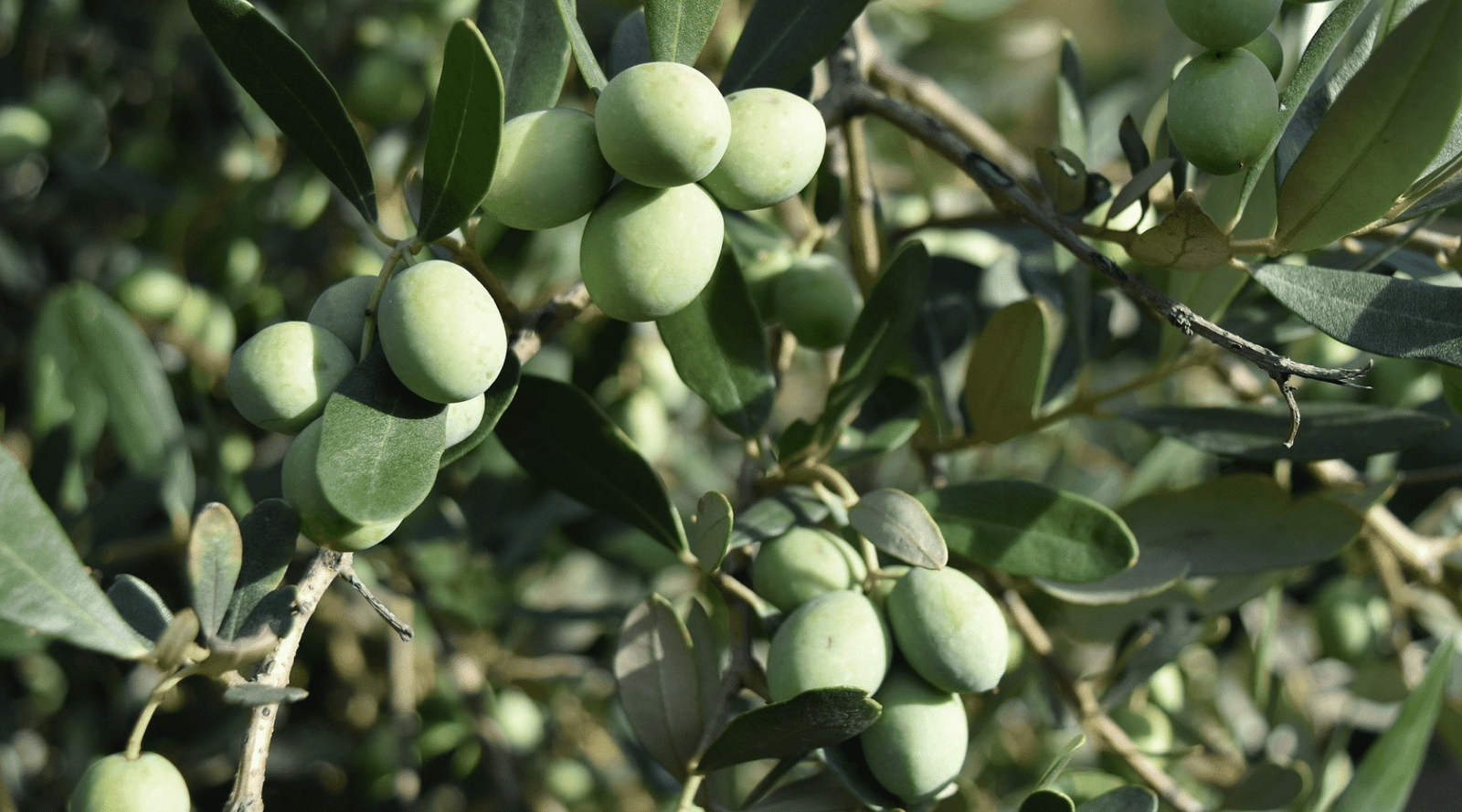Olive Oil Types For Skin Care and Soap Making - Featuring Castile