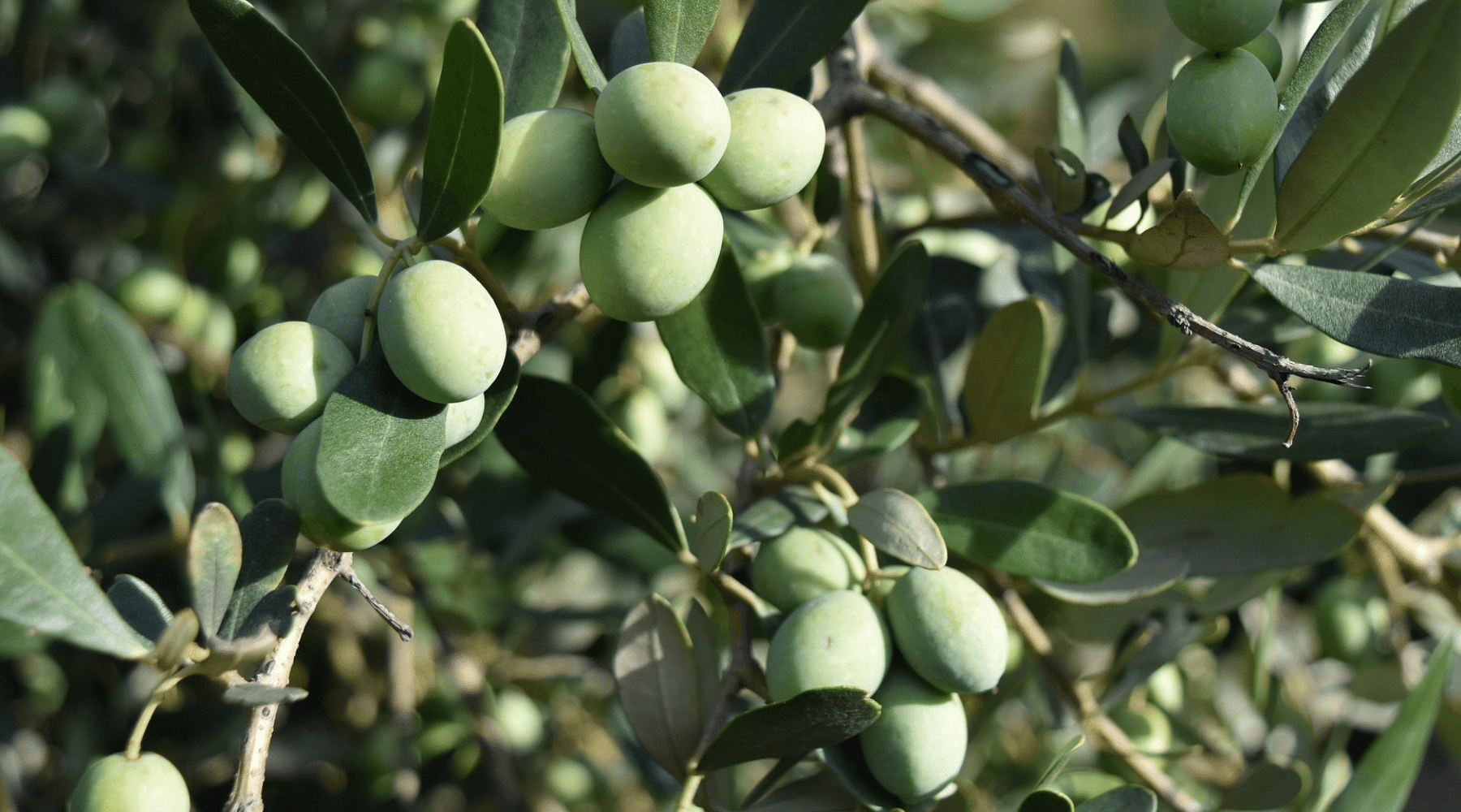 Soap Folk Ingredients; Spotlight on Olive Oil